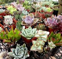 Succulant Show�